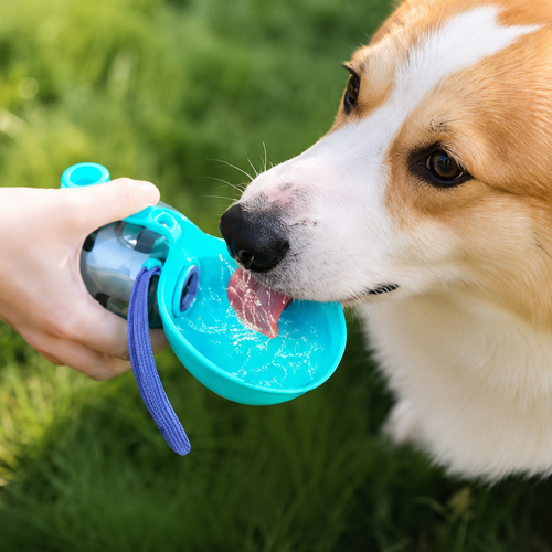 Gourde Nomade Givré – Bouteille d'eau portable pour chien